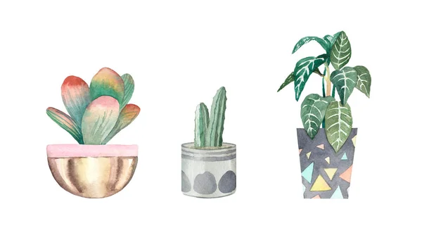 Set Dari Cat Air Houseplants — Stok Foto