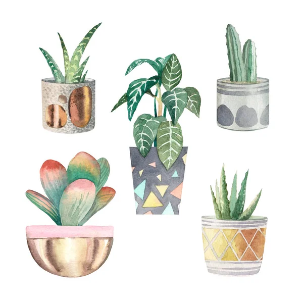  suluboya houseplants 4 kümesi