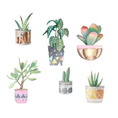 ev bitkiler 6 kümesi