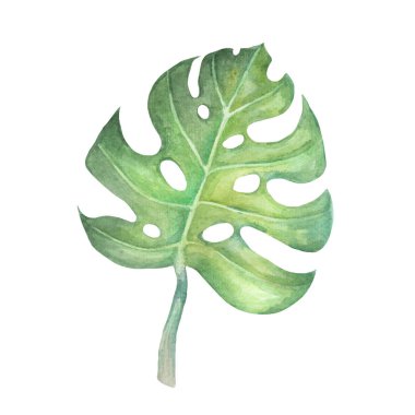 Yeşil canavar yaprağının suluboya çizimi. Çizgi film tarzında botanik illüstrasyon beyaz arkaplanda izole edildi
