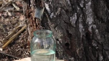 huş suyu, ilkbaharda ormanda sağlıklı huş sapı hasat