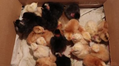 civcivler, kutularda civcivler, küçük civcivler