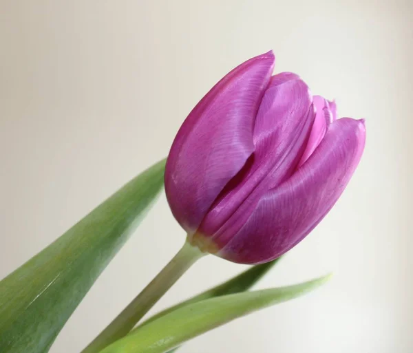 Фиолетовый Диагональ Тюльпана Белом Фоне — стоковое фото