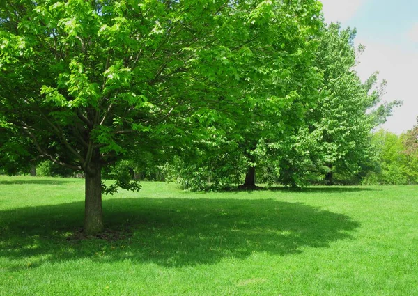 Grüner Schattenbaum Mit Schatten — Stockfoto