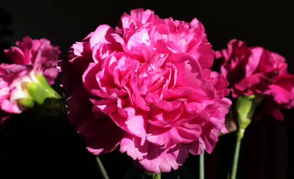 Rosa Nejlikor Svart Bakgrund — Stockfoto