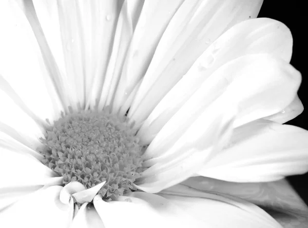 Close-up daisy flower in black and white
