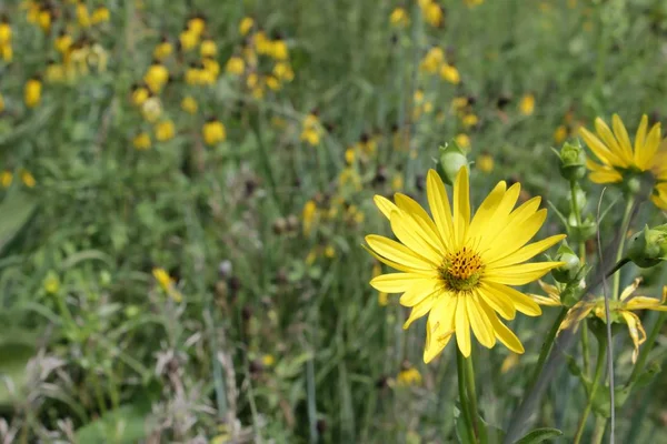 Fleurs Sauvages Jaunes Poussant Dans Prairie — Photo