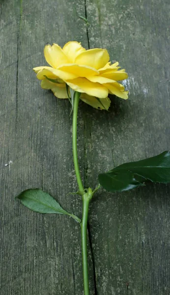 Rosa Amarilla Tallo Largo Sobre Fondo Madera —  Fotos de Stock