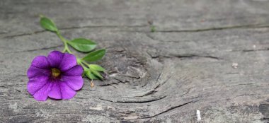 Ahşap budak deliği tarafından Mor çiçek