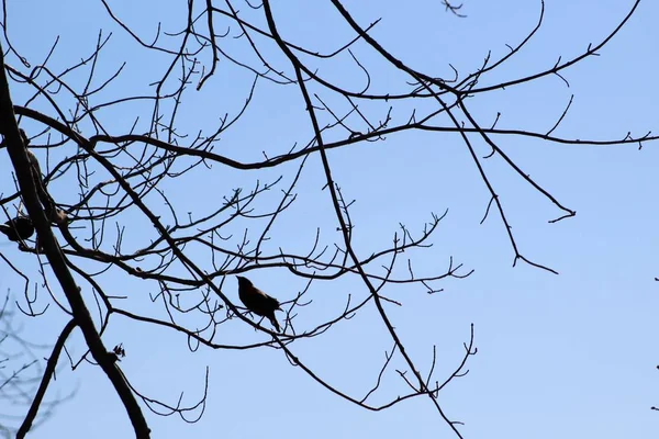 Silouhette Red Winged Blackbird Gałęzi Błękitne Niebo Tło — Zdjęcie stockowe