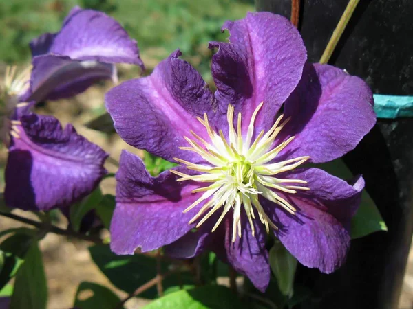 Flor Púrpura Primer Plano Con Centro Blanco — Foto de Stock