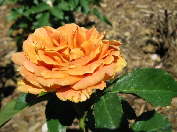 Rosa naranja en un macizo de flores — Foto de Stock