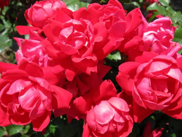 Rosas rojas en un rosal — Foto de Stock