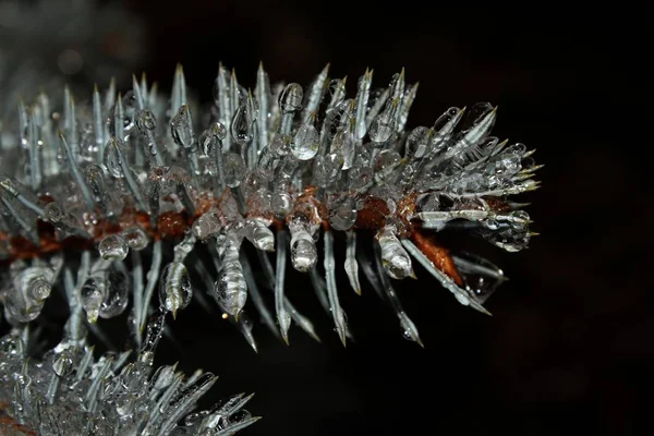 Aiguilles Pin Recouvertes Glace Sur Fond Noir — Photo