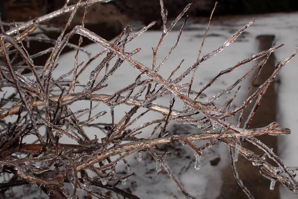 Крижані Гілки Замороженого Дерева — стокове фото
