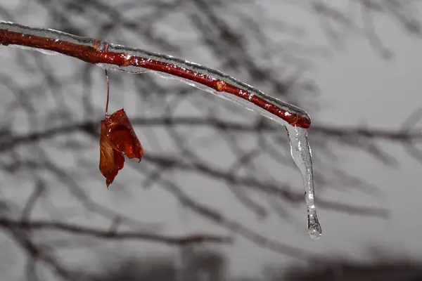 冰覆盖的树分支与叶子和冰柱 — 图库照片