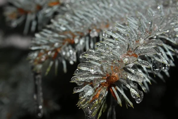 氷の嵐後冷凍常緑針 — ストック写真