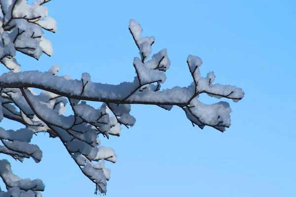 Met Sneeuw Bedekte Boomtak Met Blauwe Hemel Achtergrond — Stockfoto