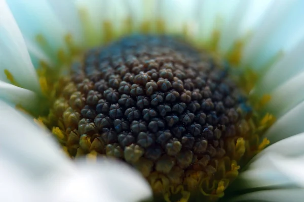 Anthers Daisy Flower Teñido Azul Primer Plano — Foto de Stock