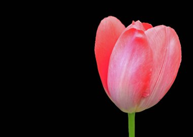 Pembe lale çiçek soldaki metin için kopya alanı ile siyah arka plan izole