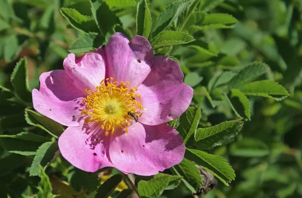 Розовая Дикая Роза Фоне Зеленого Листа — стоковое фото