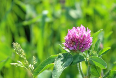 Bulanık yeşil arka planile mor yonca