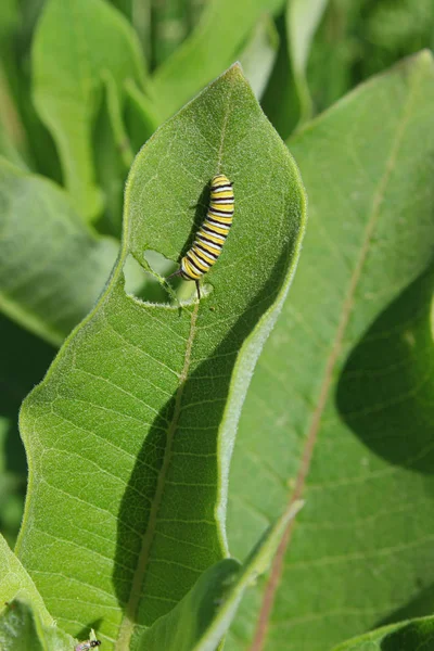 Monarcha Gąsienica Jeść Zielone Liść Milkweed — Zdjęcie stockowe