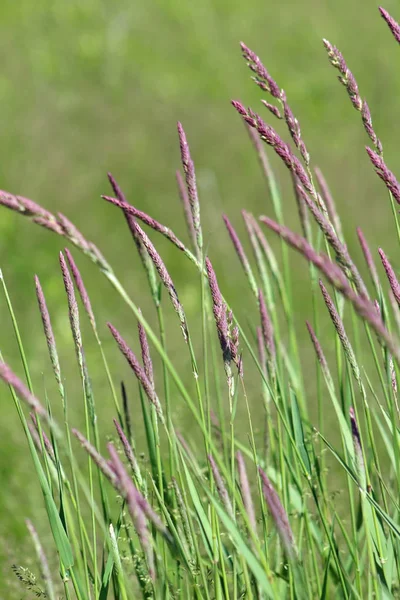 紫色草原草与模糊的绿色背景 — 图库照片