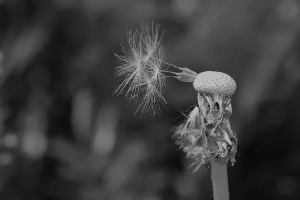 Dandelion Head Seeds Black White — Stock Photo, Image