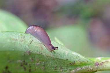 Yeşil yaprak üzerinde Slug
