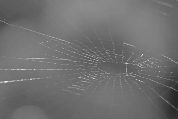 Spider web in black and white