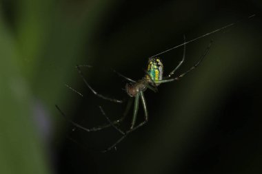 Bahçede web üzerinde bahçe örümceği