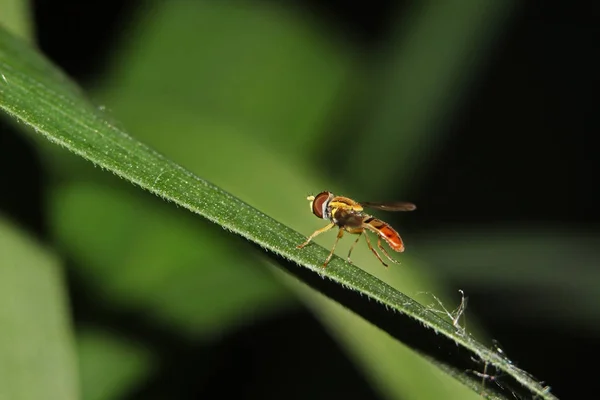 Hoverfly Folha Verde — Fotografia de Stock