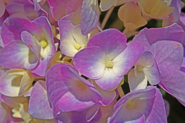 Purpurová Hortenzie Květiny Uzavřena — Stock fotografie
