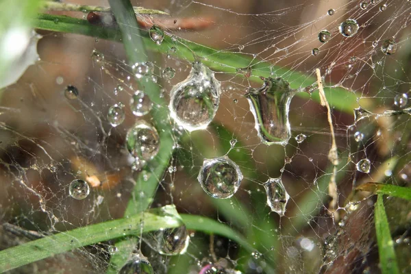 Chuva Cai Teia Aranha Closeup — Fotografia de Stock