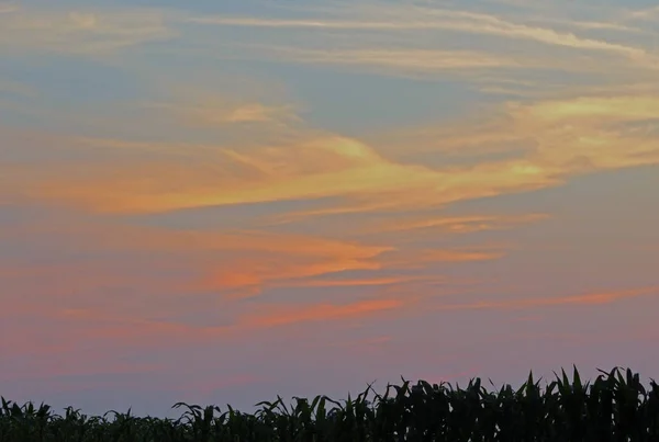 爱荷华州农场的日落 地平线上有玉米植物 — 图库照片