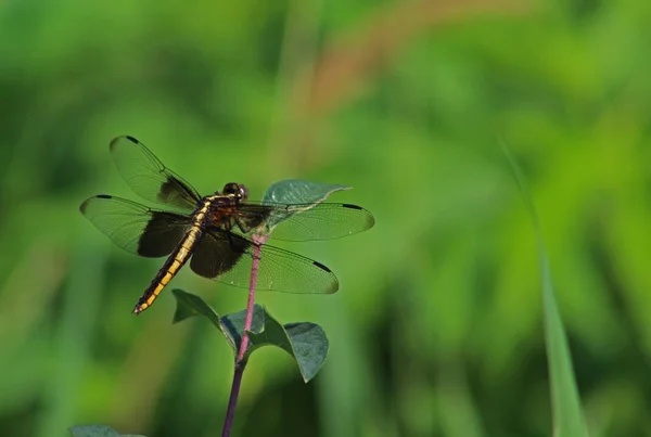 Black Saddlebags Dragonfly Leaf Closeup — Stock Photo, Image