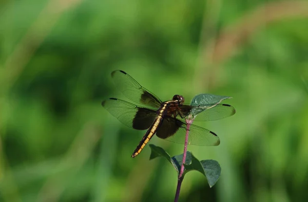 Schwarze Libelle Auf Blatt — Stockfoto