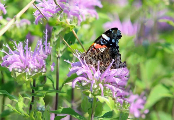 紫色の野生の花に赤い提督蝶 — ストック写真