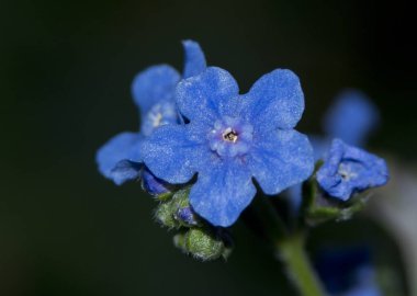 Mavi unutma-beni çiçeği yakın plan