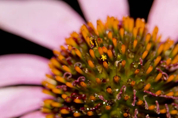 Echinacea Centro Flores Primer Plano — Foto de Stock