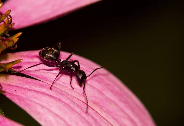 Ant Purple Flower Petal — Stock Photo, Image