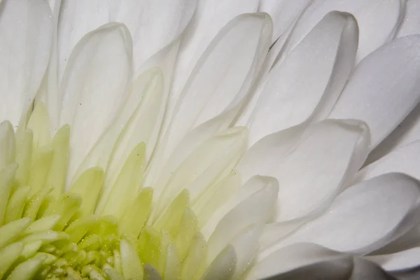 Dalia Blanca Pétalos Flores Primer Plano — Foto de Stock