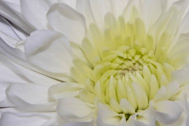 Beyaz Yıldız Çiçeği çiçek portre