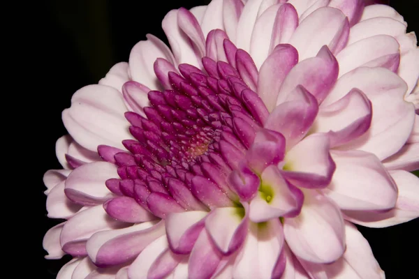 Flor Crisantemo Púrpura Primer Plano Aislado Sobre Fondo Negro — Foto de Stock
