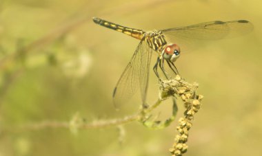 Bitkinin üzerinde bulanık sarı arkaplanı olan renkli yusufçuk. 