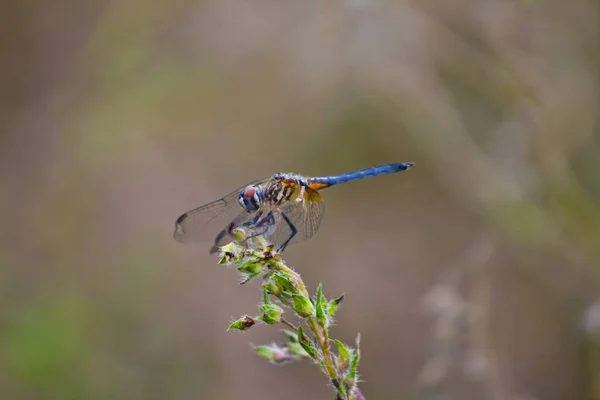 Libélula Azul Colorida Reposo Planta Verde — Foto de Stock