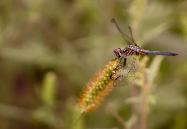 Libellula Sulla Testa Del Seme Della Coda Volpe Primo Piano — Foto Stock