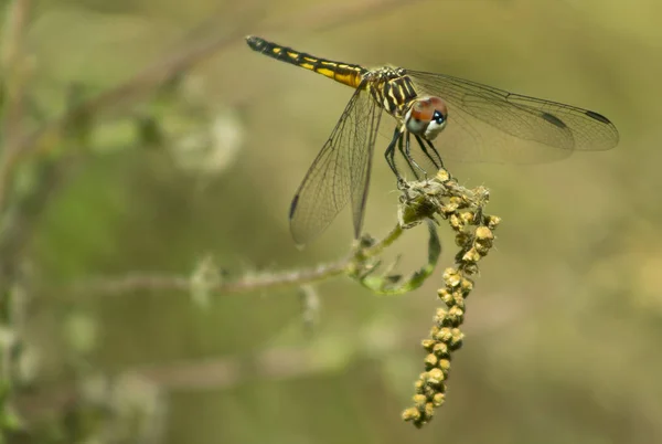 Libellula Nera Gialla Sulla Pianta Primo Piano Con Sfondo Sfocato — Foto Stock