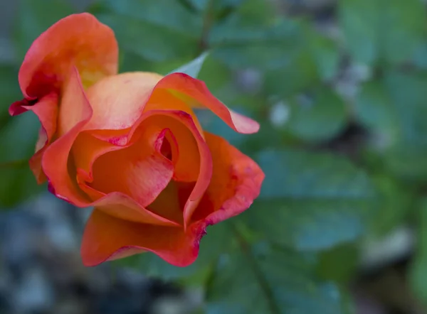 Rosa Och Orange Ros Blommar Trädgård — Stockfoto